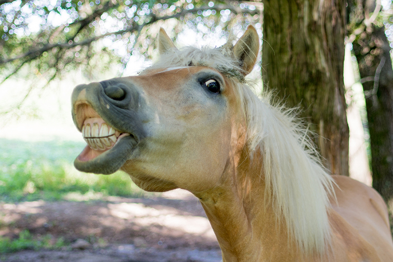 Smiling horse